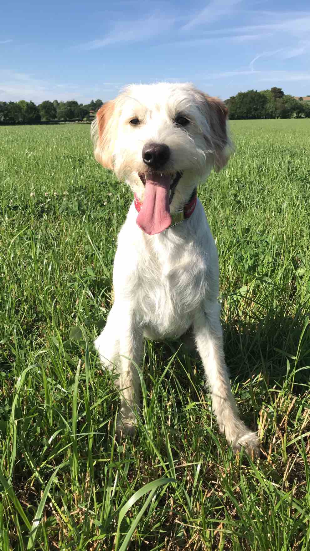 Exeter care home dog has health and wellbeing ‘job